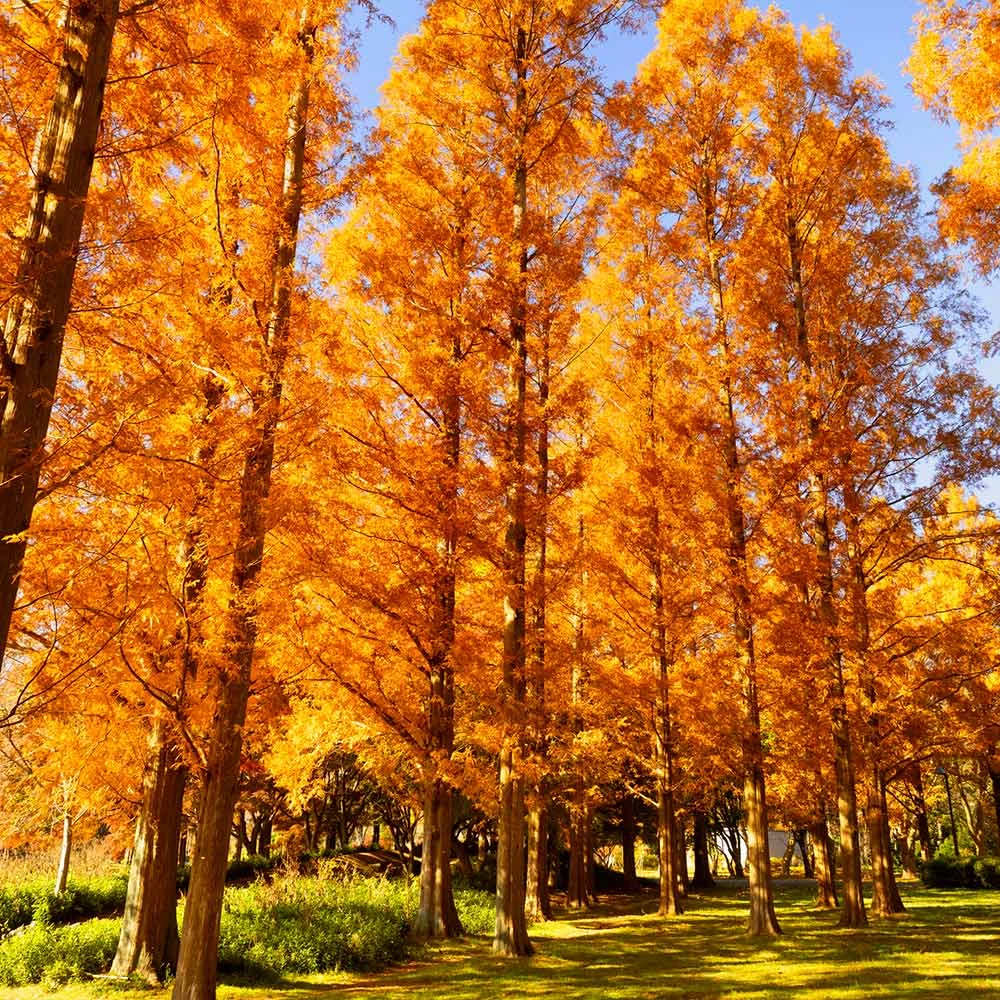 Amber Glow™ Redwood Tree 6 Amber Glow™ Redwood Tree - Image 4