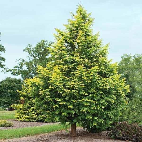 Amber Glow™ Redwood Tree 3 Amber Glow™ Redwood Tree