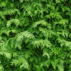 American Arborvitae Tree -Geen Shop American Arborvitae