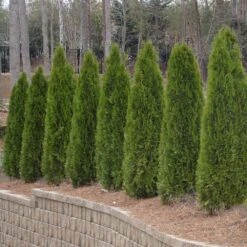 American Arborvitae Tree -Geen Shop American Arborvitae 2 BB
