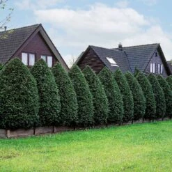 American Arborvitae Tree -Geen Shop American Arborvitae 5 BB