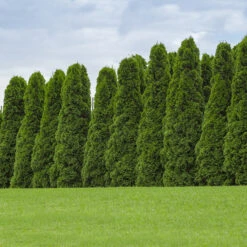American Arborvitae Tree