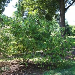 American Beautyberry -Geen Shop American Beautyberry2 BB