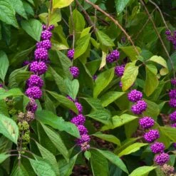 American Beautyberry -Geen Shop American Beautyberry 1 FGT