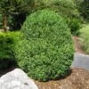 American Boxwood Shrub -Geen Shop American Boxwood BB 600x600 59652ab0 0a72 457f a293 5943e74d4987
