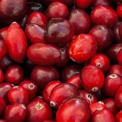 American Cranberry Bush 12 American Cranberry Bush -Geen Shop American Cranberry 4 BB