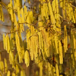 American Hazelnut Tree -Geen Shop American Hazelnut 2