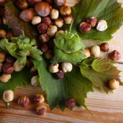 American Hazelnut Tree -Geen Shop American Hazelnut 4 BB