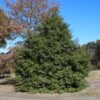 Greenleaf American Holly Shrub -Geen Shop American Holly Greenleaf BB 600x600 bd7661bb 5a07 4091 a9fb 08d8839a83ae