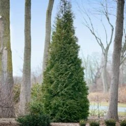 Full Speed A Hedge® American Pillar Arborvitae -Geen Shop American Pillar Arborvitae 2