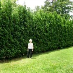 Full Speed A Hedge® American Pillar Arborvitae -Geen Shop American Pillar Arborvitae 4