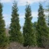 Full Speed A Hedge® American Pillar Arborvitae -Geen Shop American Pillar Arborvitae 600x600 bb