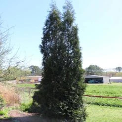 Full Speed A Hedge® American Pillar Arborvitae -Geen Shop American Pillar Arborvitae 6 BB