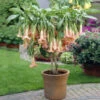 Peach Angel Trumpet Tree -Geen Shop Angel Trumpet Vine 1 BB 600x600 7d981bb2 81b6 4572 97a6 f37c56d65a06