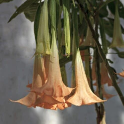 Peach Angel Trumpet Tree 6 Peach Angel Trumpet Tree -Geen Shop Angel Trumpet Vine 1 FGT