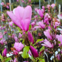 Ann Magnolia Tree -Geen Shop Ann Saucer Magnola 6 BB