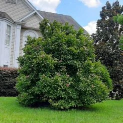 Ann Magnolia Tree -Geen Shop Ann Saucer Magnola 7