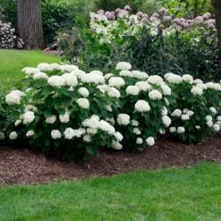 Annabelle Hydrangea Shrub -Geen Shop Annabelle Hydrangea 2 BB