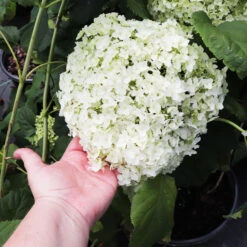 Annabelle Hydrangea Shrub -Geen Shop Annabelle Hydrangea 3