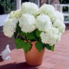 Annabelle Hydrangea Shrub 1 Annabelle Hydrangea Shrub -Geen Shop Annabelle Hydrangea BB 600x600 e1f02878 9932 42e2 af4b 4bbd1e76c976