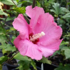Aphrodite Rose Of Sharon Althea Shrub -Geen Shop Aphrodite Rose of Sharon 1