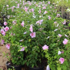 Aphrodite Rose Of Sharon Althea Shrub -Geen Shop Aphrodite Rose of Sharon 5 BB