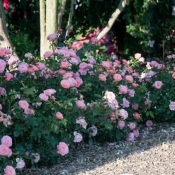 Apricot Drift® Rose -Geen Shop Apricot Drift Rose 1