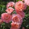 Apricot Drift® Rose 1 Apricot Drift® Rose -Geen Shop Apricot Drift Rose 600x600 15ced373 bff1 4b44 8e4b b44385d5c116