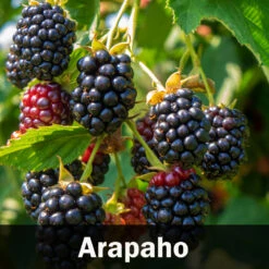 3-in-1 Blackberry Bush -Geen Shop Arapaho Blackberry
