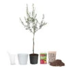 Olive Starter Kit -Geen Shop Arbequina Olive Ki 600x600t