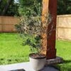 Arbequina Olive Tree -Geen Shop Arbequina Olive BB 600x600 f594ea6b b640 489e 9f74 aebfdfce38ff