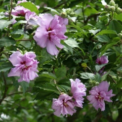 Ardens Rose Of Sharon Althea Shrub -Geen Shop Ardens Rose of Sharon 2