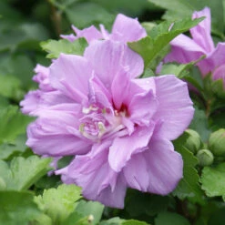 Ardens Rose Of Sharon Althea Shrub -Geen Shop Ardens Rose of Sharon BB 4