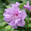 Ardens Rose Of Sharon Althea Shrub -Geen Shop Ardens Rose of Sharon BB 600x600 2c2120e1 6fb2 4bce 86e6 68023a824e62