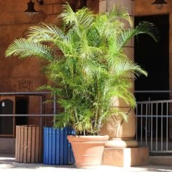 Areca Palm Tree -Geen Shop Areca Palm 10 BB