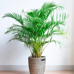 Areca Palm Tree -Geen Shop Areca Palm 2 BB