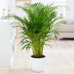 Boho House Plant Kit 13 Boho House Plant Kit -Geen Shop Areca Palm 4 FGT