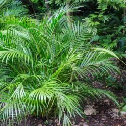 Areca Palm Tree -Geen Shop Areca Palm 7 BB