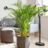 Areca Palm Tree