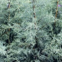 Drought-Tolerant Evergreen Tree 12 Drought-Tolerant Evergreen Tree -Geen Shop Arizona Cypress 10