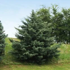 Drought-Tolerant Evergreen Tree 10 Drought-Tolerant Evergreen Tree -Geen Shop Arizona Cypress 6 BB