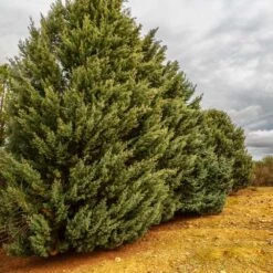 Drought-Tolerant Evergreen Tree 11 Drought-Tolerant Evergreen Tree -Geen Shop Arizona Cypress 7