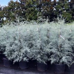 Drought-Tolerant Evergreen Tree 13 Drought-Tolerant Evergreen Tree -Geen Shop Arizona Cypress 9