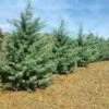 Drought-Tolerant Evergreen Tree -Geen Shop Arizona Cypress BB 600x600 93bc7bde 3f35 436f 8619 e0ccf1c0fbdb