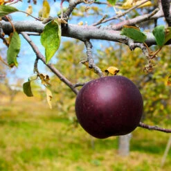 Arkansas Black Apple Tree 9 Arkansas Black Apple Tree -Geen Shop Arkansas Black Apple 2