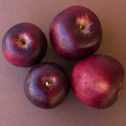 Arkansas Black Apple Tree 10 Arkansas Black Apple Tree -Geen Shop Arkansas Black Apple 3