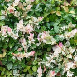 Snow-N-Summer™ Asiatic Jasmine Shrub 10 Snow-N-Summer™ Asiatic Jasmine Shrub -Geen Shop Asiatic Jasmine Snow N Summer 3 BB