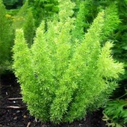 Myers Asparagus Fern Plant -Geen Shop Asparagus Fern Foxtail 2