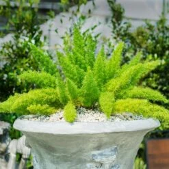 Myers Asparagus Fern Plant -Geen Shop Asparagus Fern Foxtail 3