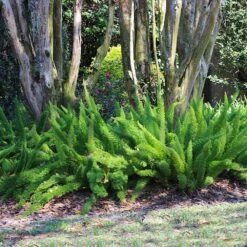 Myers Asparagus Fern Plant -Geen Shop Asparagus Fern Foxtail 5 BB